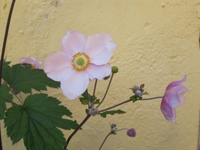 Blomma